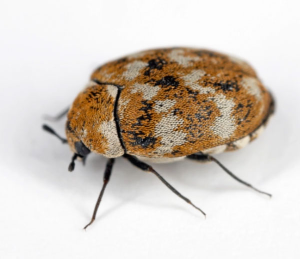 Varied carpet beetle