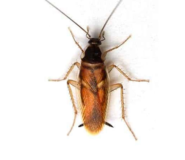 Brown-banded cockroach