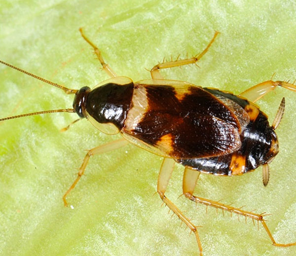 Brown-banded cockroach