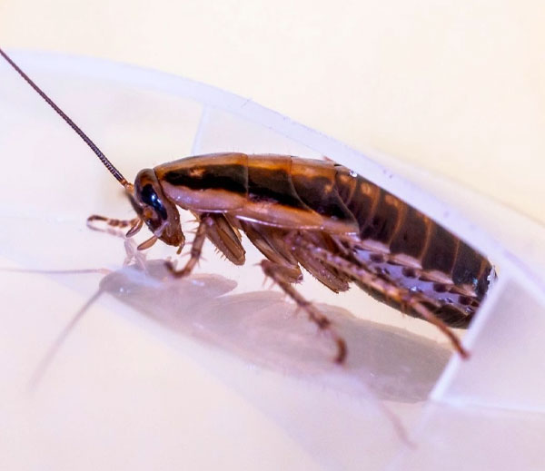 German cockroach