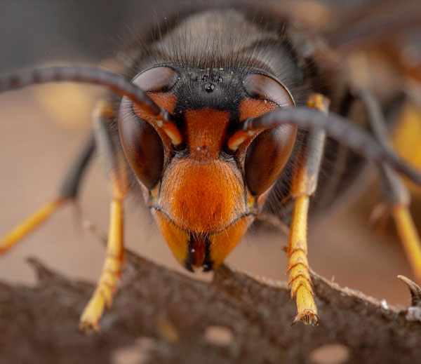 Asian hornet