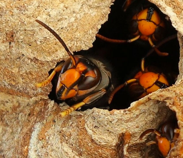 European hornet