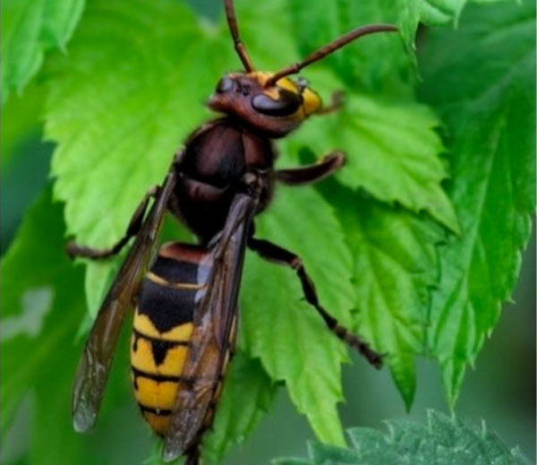 European hornet
