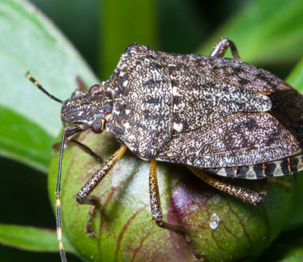 Brown marmorated stink bug