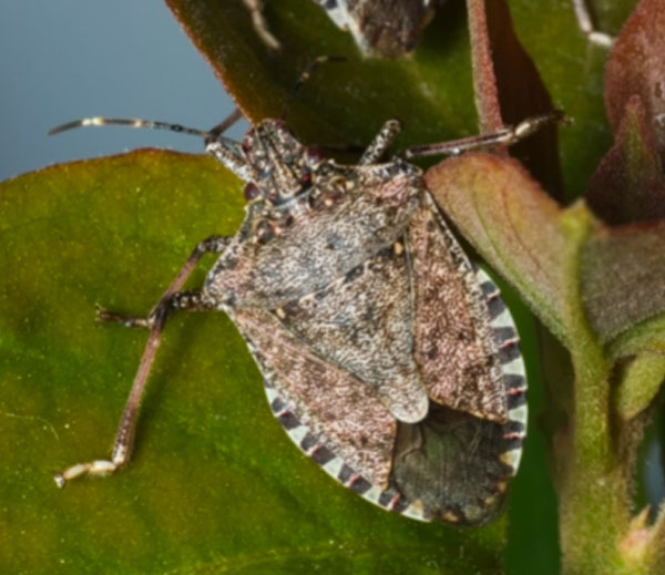 Brown marmorated stink bug