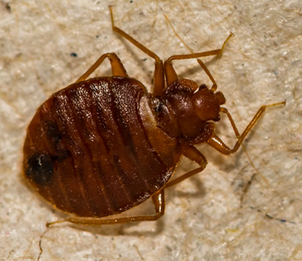 Bed bugs
