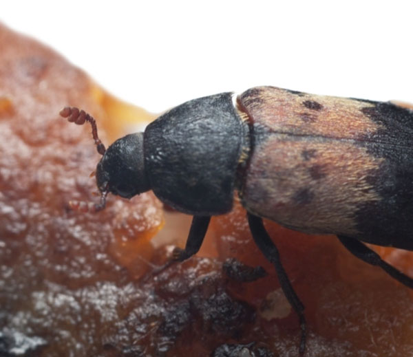 Larder beetle