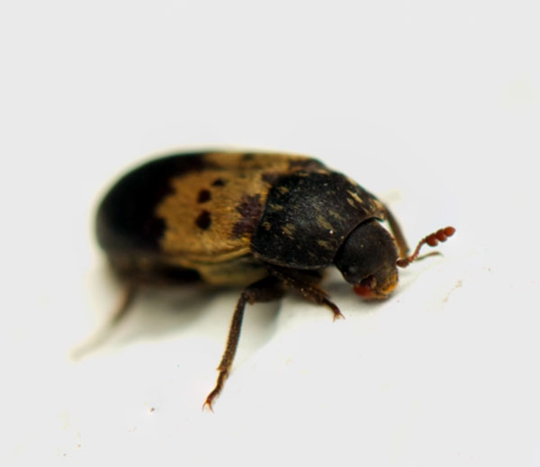 Larder beetle