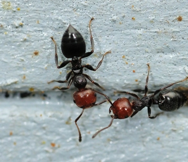Wood ant