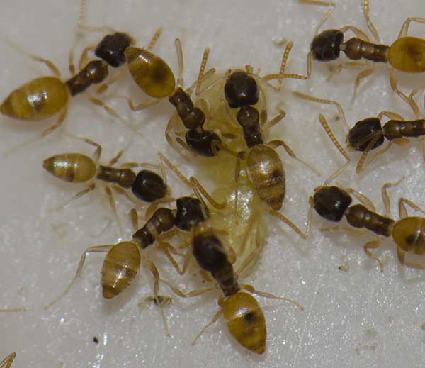 Ghost ant