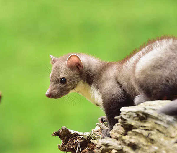 Stone marten