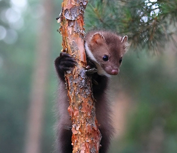 Stone marten