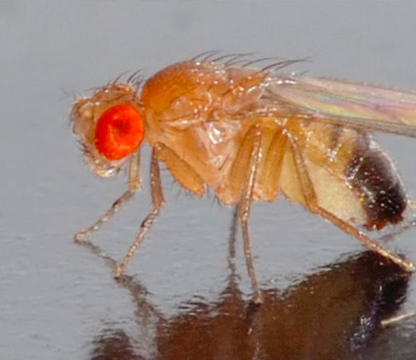Fruit fly