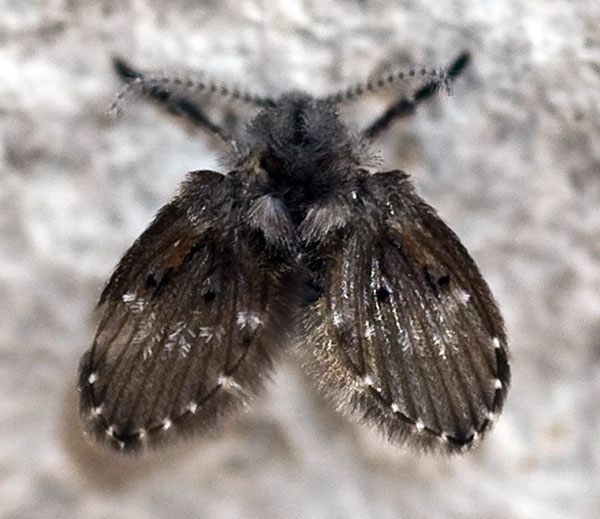 Drain fly
