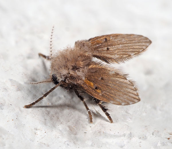 Drain fly