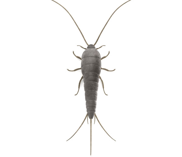 Silverfish