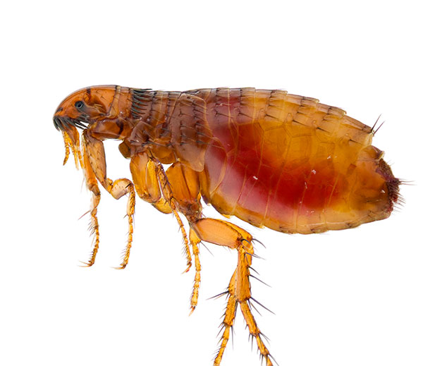 Dog fleas