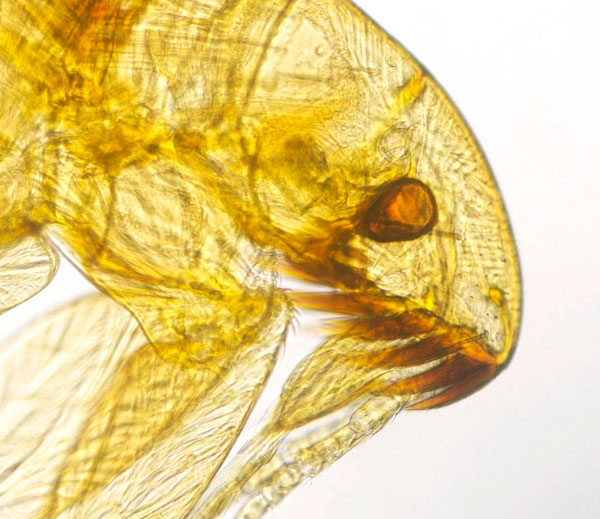 Dog fleas