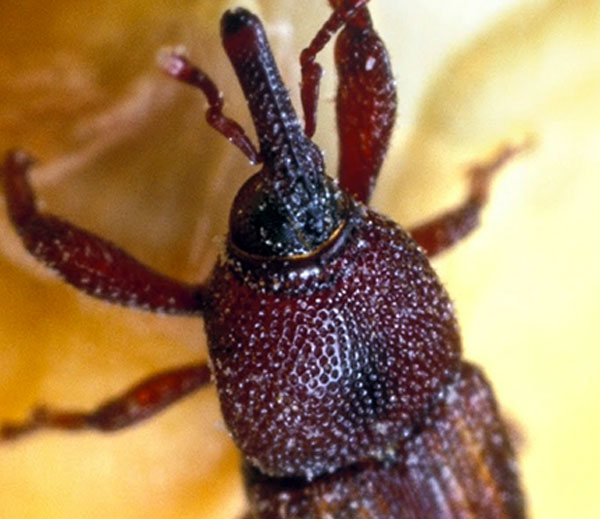 Grain weevil