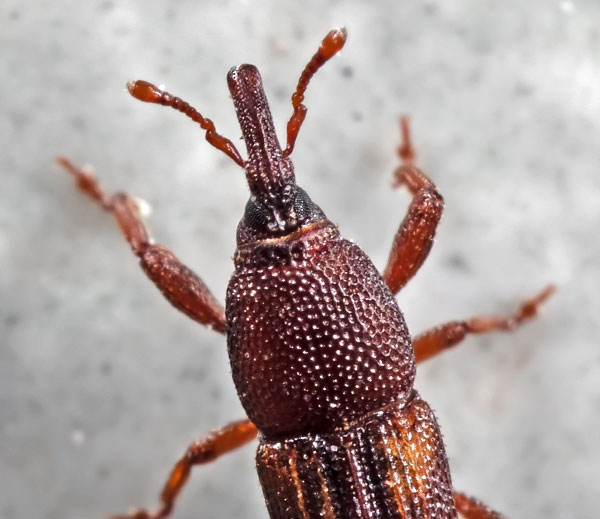 Grain weevil