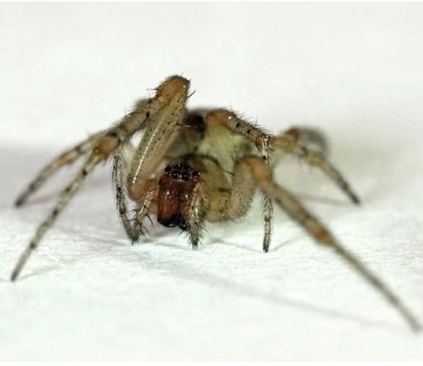 House spider (Tegenaria domestica)
