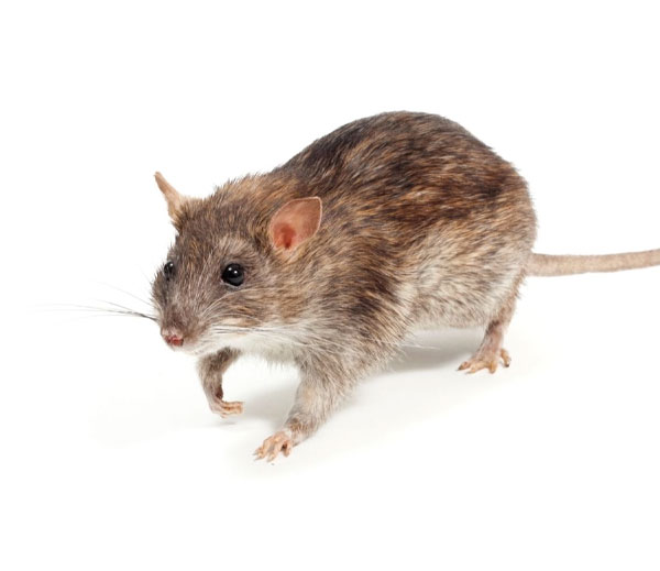Gray rat