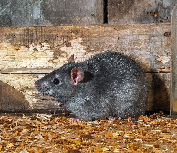 Roof rat (black rat)