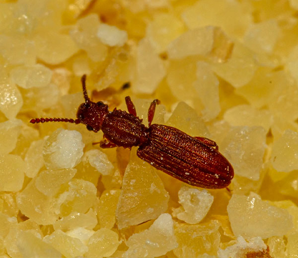 Sawtoothed grain beetle
