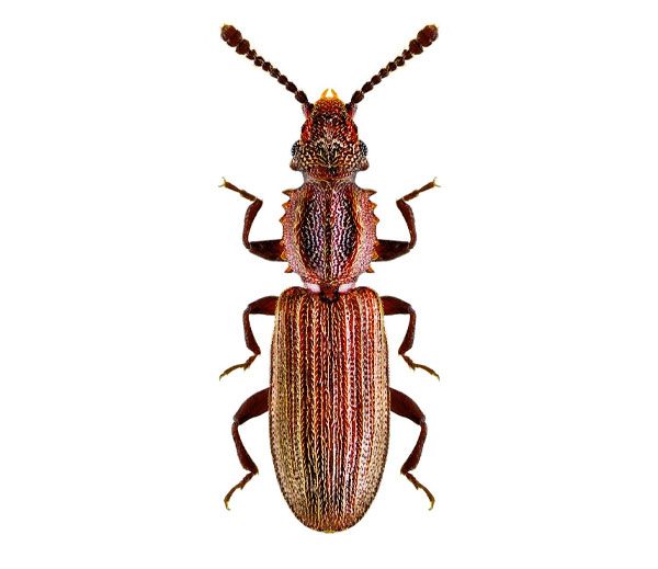Sawtoothed grain beetle