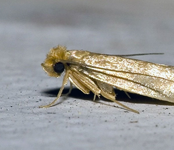 Clothes moth