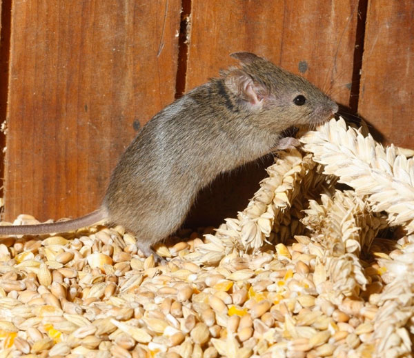 House mouse