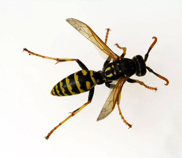 Common wasp