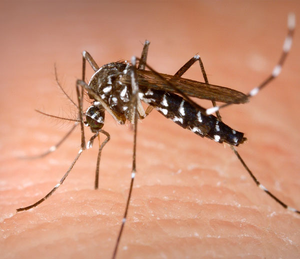 Asian tiger mosquito