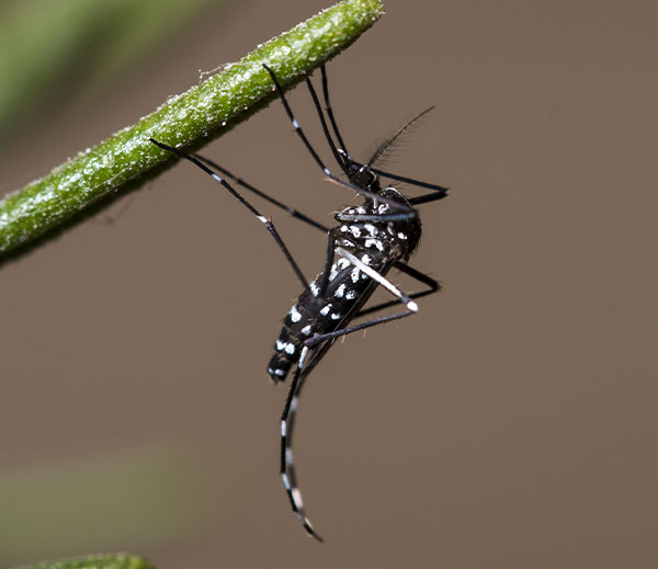 Asian tiger mosquito