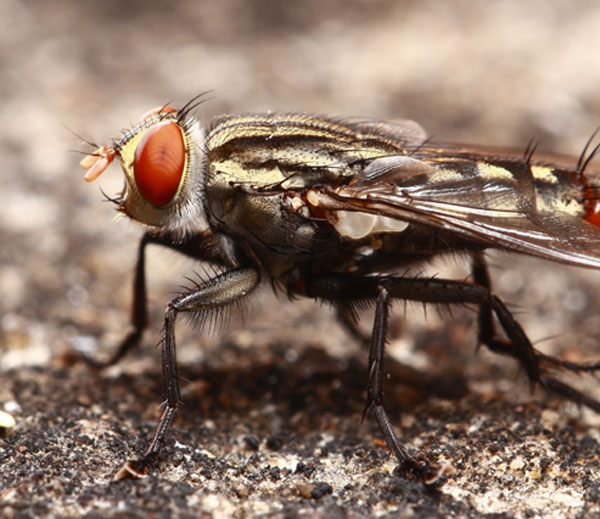 Mouche domestique