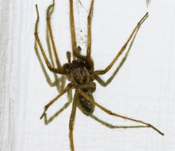 Araignée domestique (Tegenaria domestica)