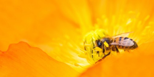 Animali Alleati della Salute del vostro Giardino