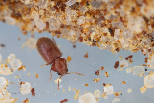 Anobio del pane, presenza comune nelle cucine