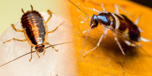Blatte in casa? Scopri se è fuochista o dei mobili