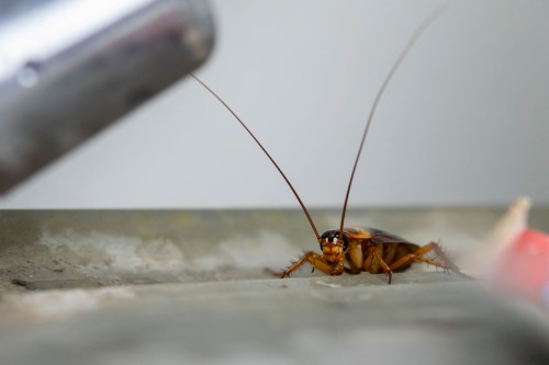 Blattelle in casa, ecco cosa fare