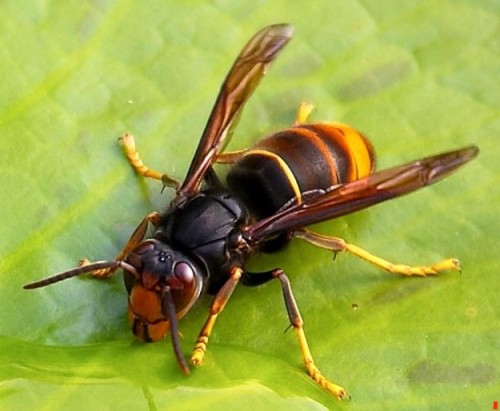 Calabroni, insetti affascinanti spesso temuti