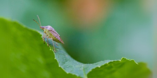 Cimici Asiatiche: Identificazione e Prevenzione