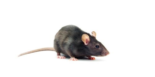 Come funziona il veleno per topi?