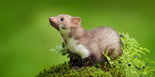 Come gestire la presenza di una faina