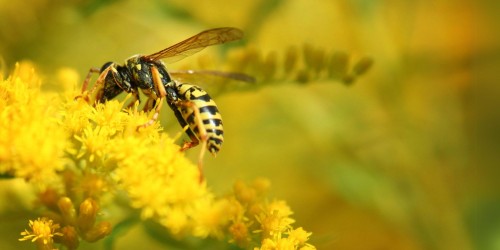 Come Gestire le Vespe in Giardino e in Casa