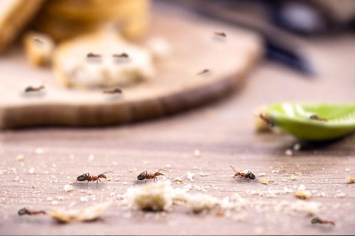 Cosa fare contro le formiche comuni in casa