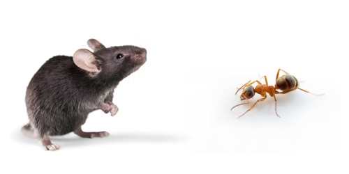 Disinfestazione o Derattizzazione?