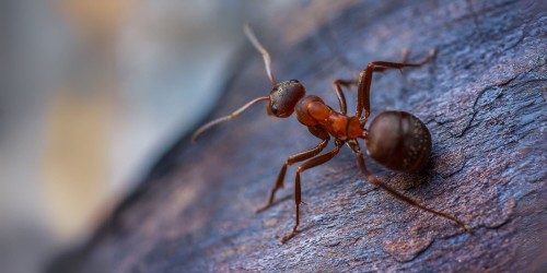 Formiche comuni: invasione e soluzioni