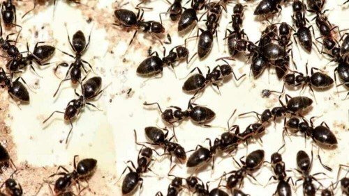 Formiche in casa, un problema gestibile