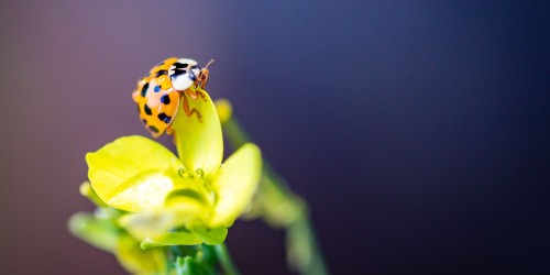 Giardini vivi: più biodiversità a casa
